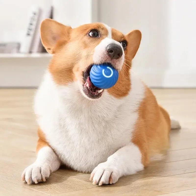 Toys Intelligent Gravity Jump Ball Rechargeable Bite-resistant Rolling Ball Cat And Dog Chase Interactive Pet Toys Dog Step
