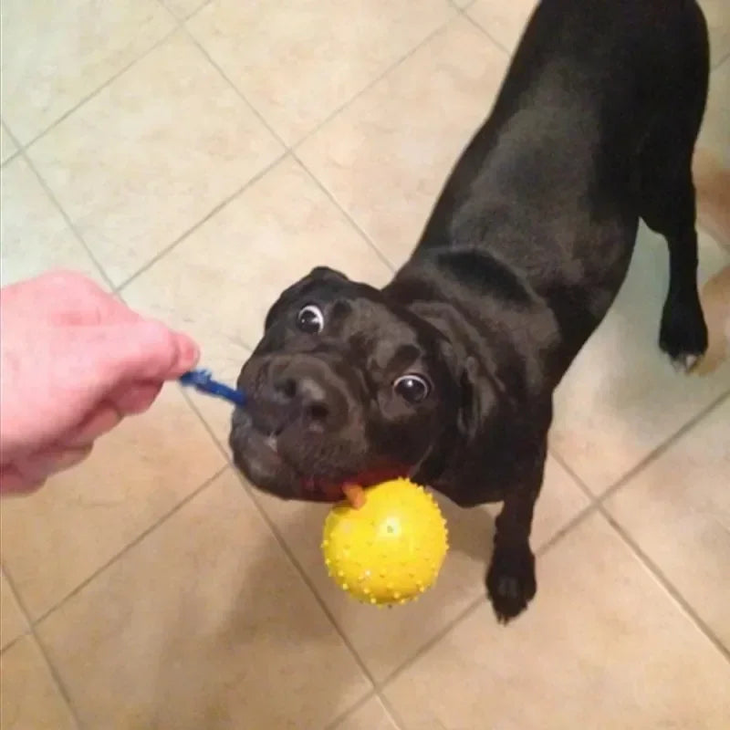 Rubber Interactive Dog Training Toy Natural Fetch Play Ball with Rope for Pet Rewards